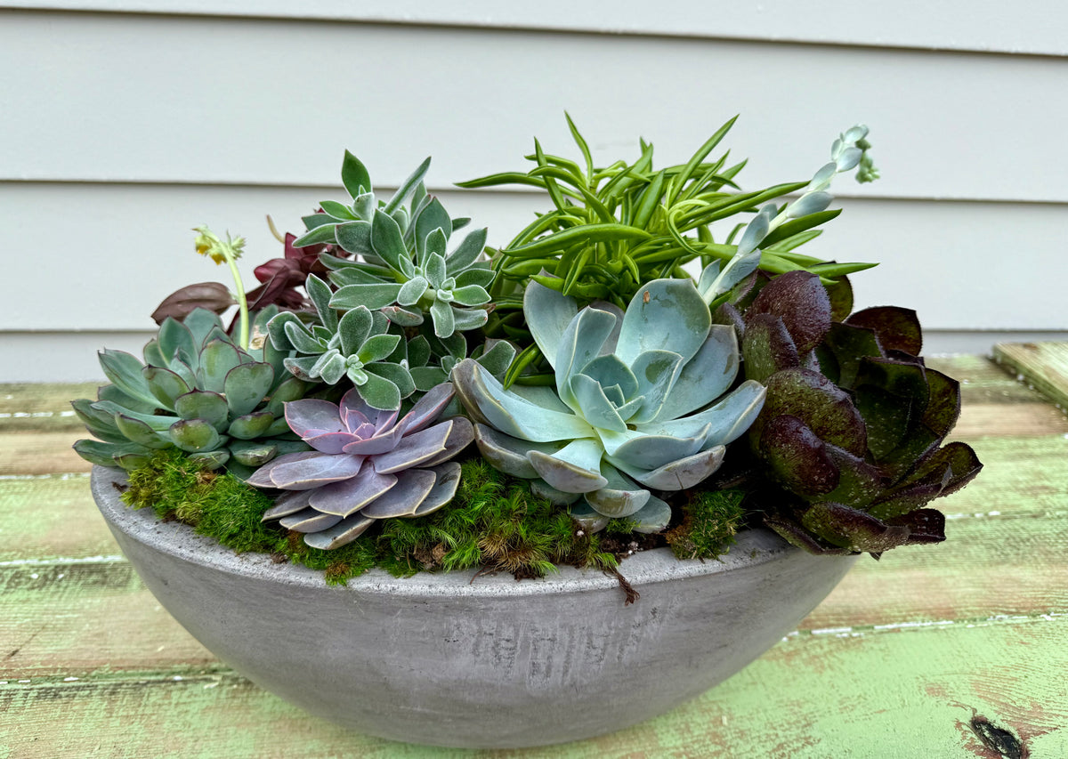 Succulent Boat – Topiaire Flower Shop Southampton