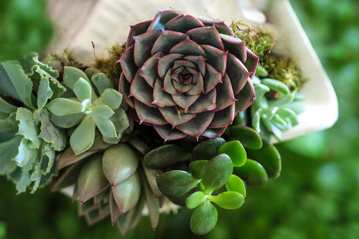 Succulents