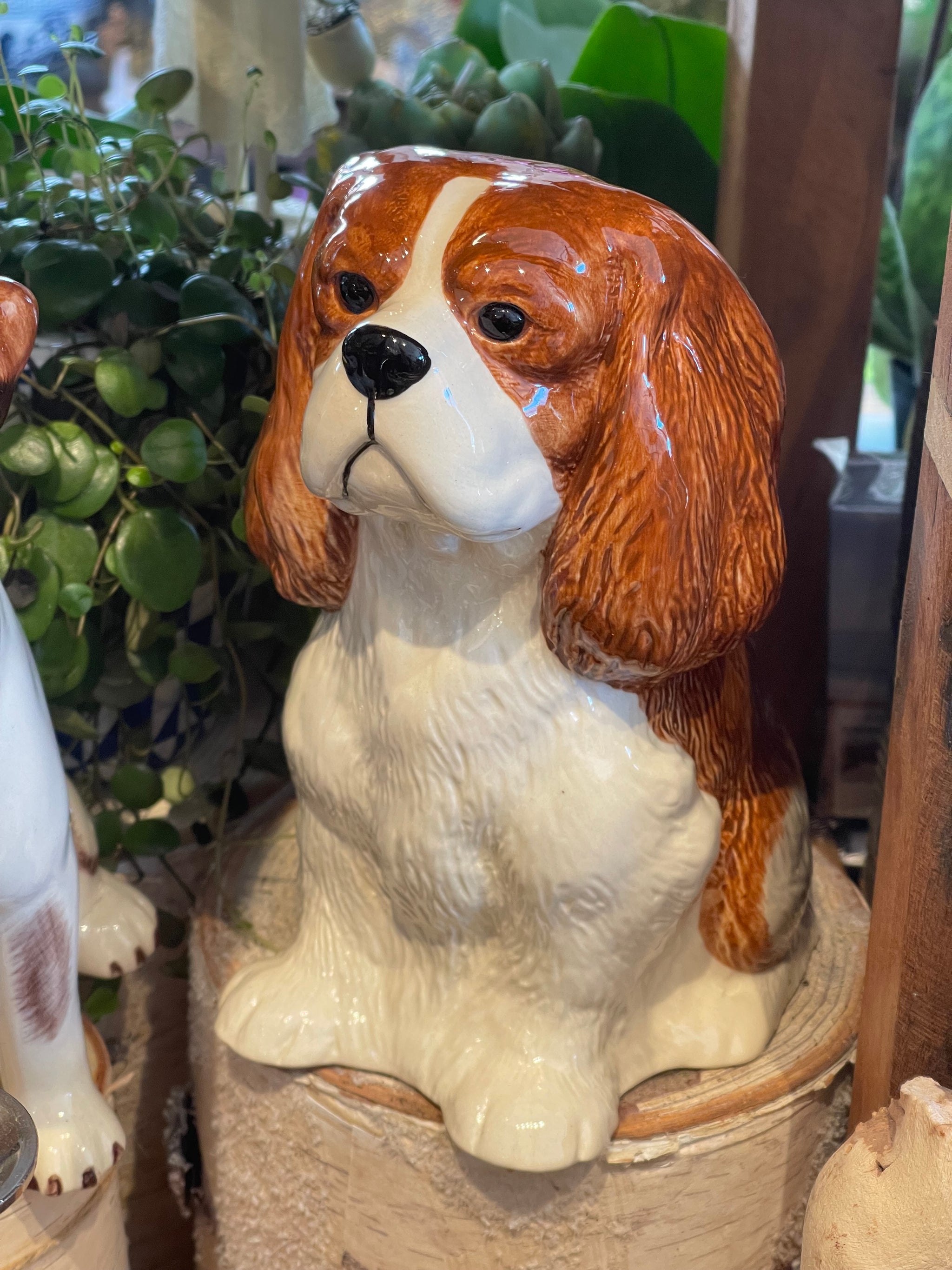 Cavalier King Charles Spaniel Bank – Topiaire Flower Shop Southampton
