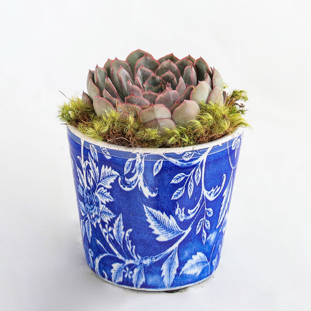 Succulents  Topiaire Flower Shop Southampton