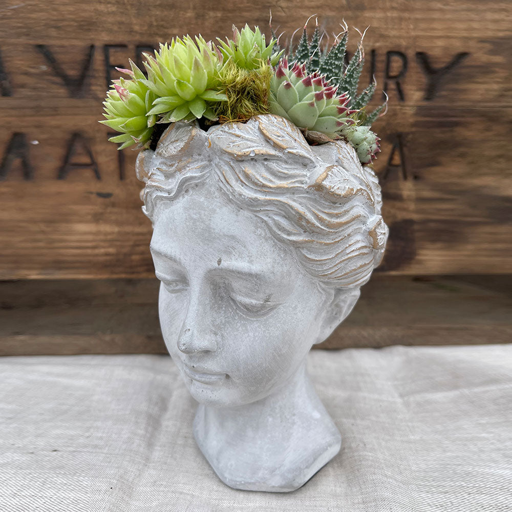 the succulent six Succulent 6 – Topiaire Flower Shop Southampton